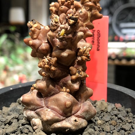 othonna herrei《L size》※現地球株発根済※ウェイト低く極太株となりボコボコ突出感も強い立体樹形‼︎※black pot植え