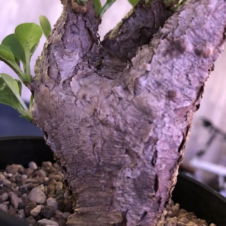 euphorbia  itremensis《M size》コンパクトにまとまったイトレ‼︎味のある表皮のひび割れに力強さを感じる1株‼︎
