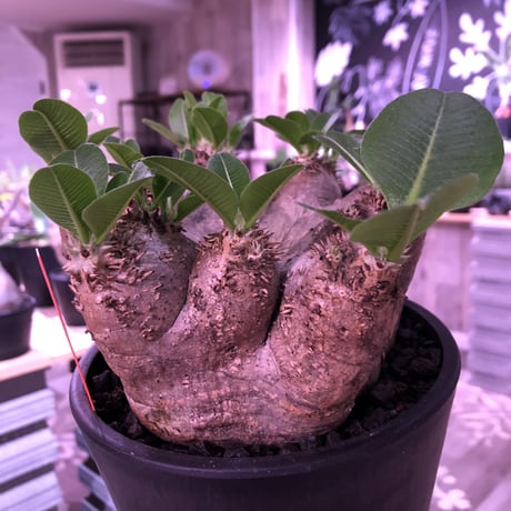 packypodium    roslatum var. eburneum（L size）※発根済み株‼︎ ワイルドで荒々しい装いなbalance良きエブレ‼︎ ※mad black pot植え