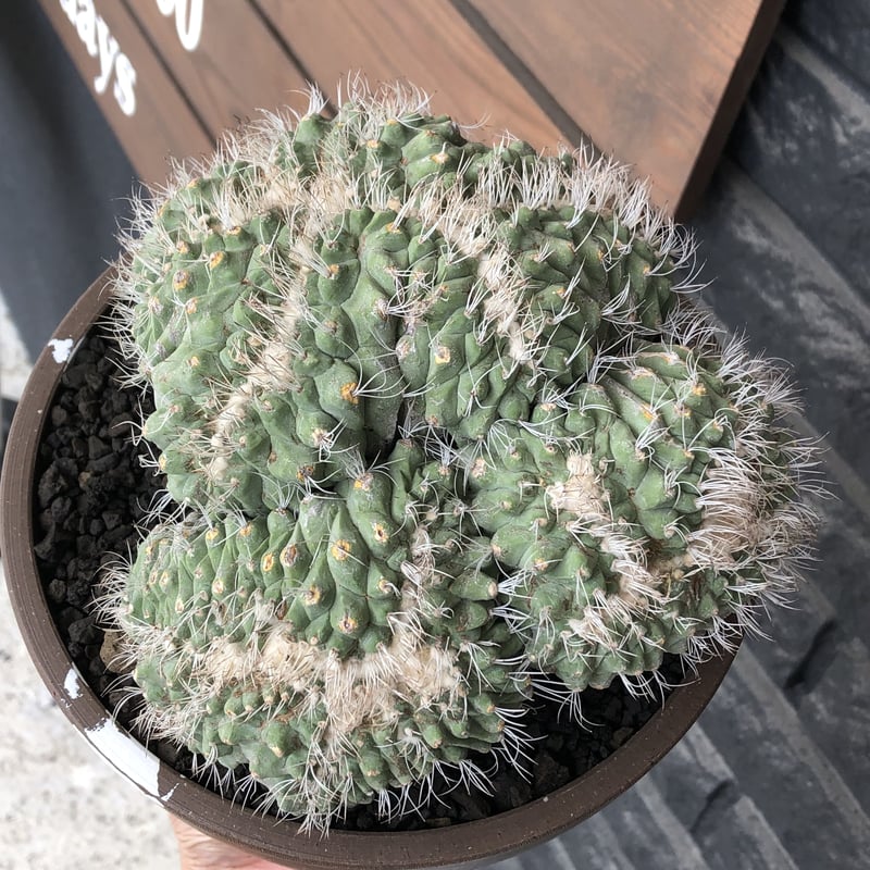 strombocactus 白棘菊水綴化群生《XL size》驚愕激希少‼️現地球 strombocactus 白棘菊水綴化群生《XL size》驚愕激希少‼️現地球