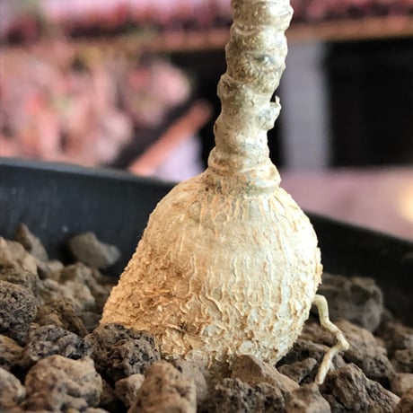 euphorbia waringiae《M size》※現地球株発根済※ぽっこりと丸みある塊根にギザギザ葉が相まって堪らなくかわいい一株※black bowl pot植え