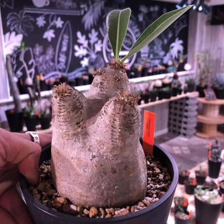 packypodium    roslatum var. eburneum（M size）※発根済み