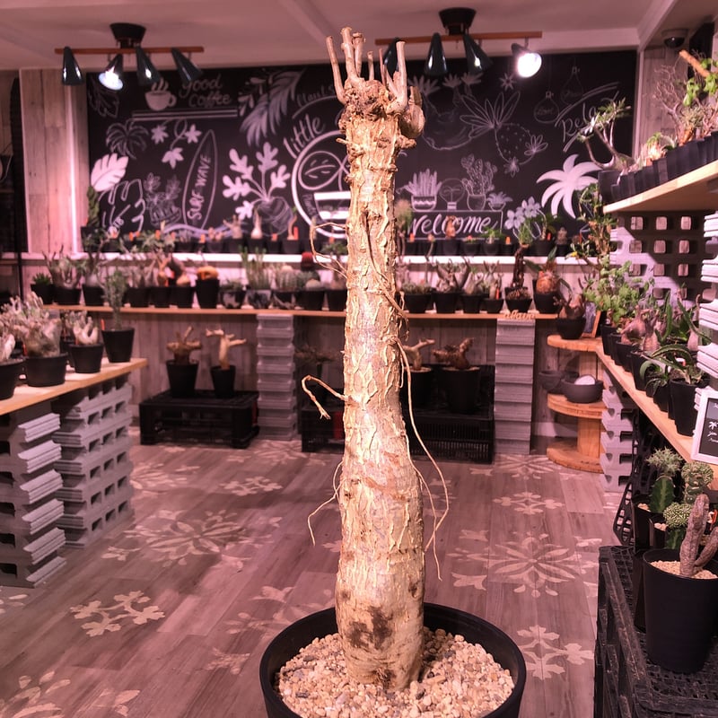 euphorbia mahabobokensis《L size》驚愕激希少種※マダガスカ