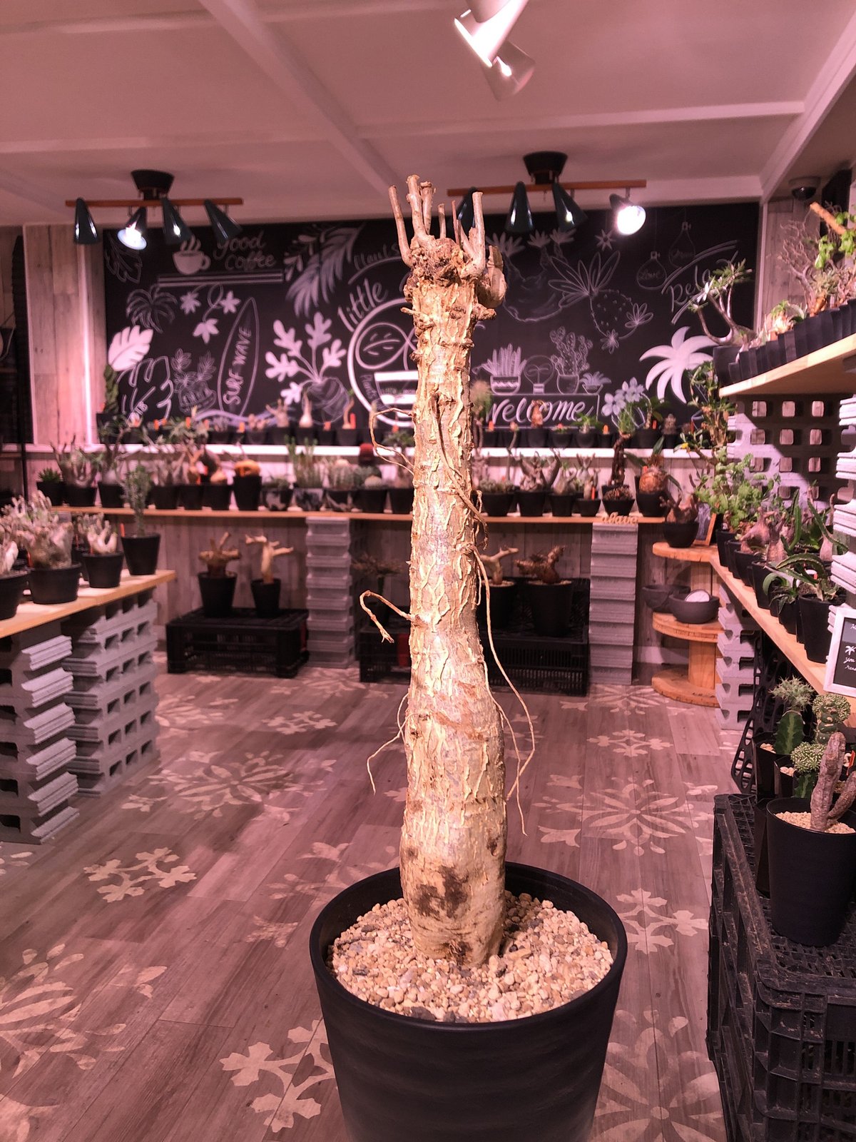 ユーフォルビア マハボボケンシス Euphorbia mahabobokenis isla del pescado - Euphorbia mahabobokensis-ユーフォルビア