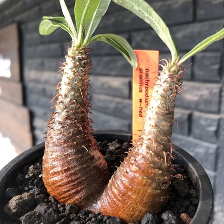 pachypodium gracilius《S size》赤肌&w-he'd株※現地球発根後店主国内管理2年株※まだまだ華奢ながらasymmetryな良樹形※mad black pot植え