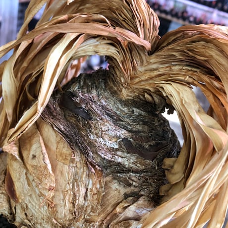 boophane disticha  《L size》※現地球株発根済※驚愕‼︎バランス良き大株且つとびきり球体株※black bowl pot植え
