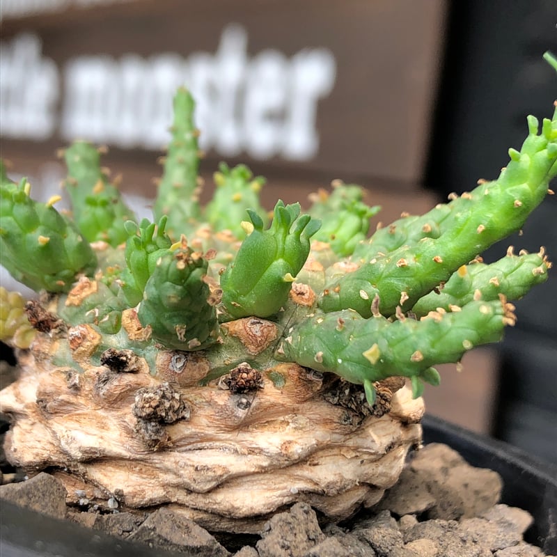euphorbia gorgonis《M size》※現地球発根後店主国内管理2年株※人気🐙タ