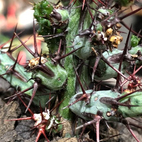 euphorbia aeruginosa《M size》※現地球株発根済※枝振り良く稀なほど整った出立ちバランスでキモカワナな渾身の一株‼︎※black bowl pot植え