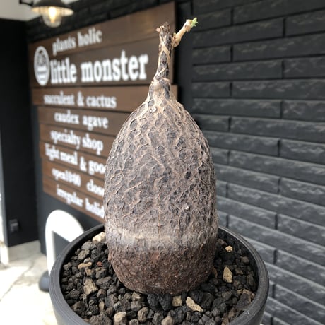 cyphostemma montagnacii《 大きめL size》※現地球発根後店主国内管理7年株※希少種大株ひび割れた表皮が渋かっこいい一株‼︎良樹形※mad black bowl pot植え