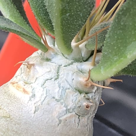 pachypodium  namaquanum 光堂《S size》littmon seed🌱※希少‼︎威勢よく葉も展開中‼︎しっかり育てたかわいい奴※mad black pot植え