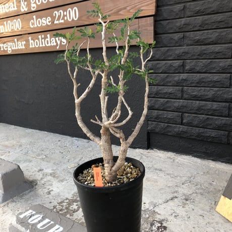 senna  meridionalis《L size》