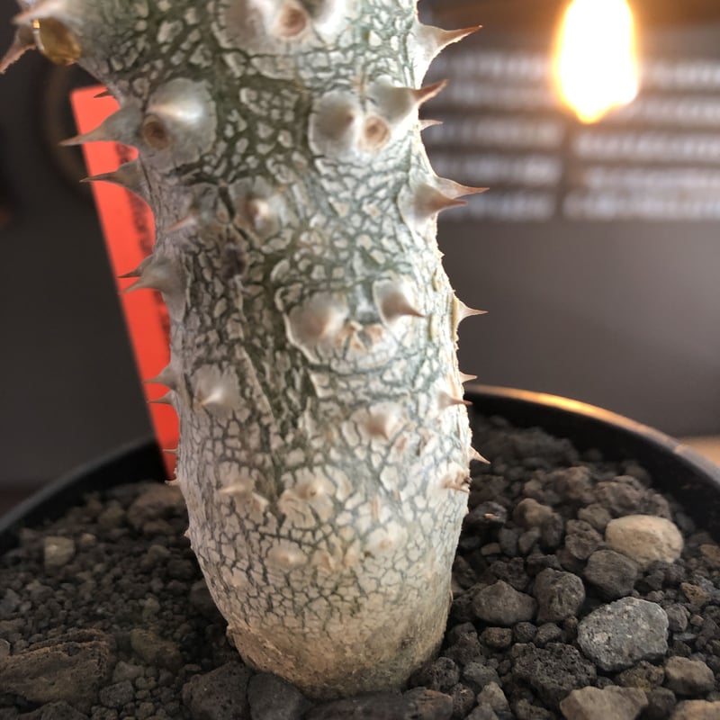 パキポディウム　タッキー　Pachypodium Tackyi pachypodium tackyi《M size》希少種※littmon seed 4年株※