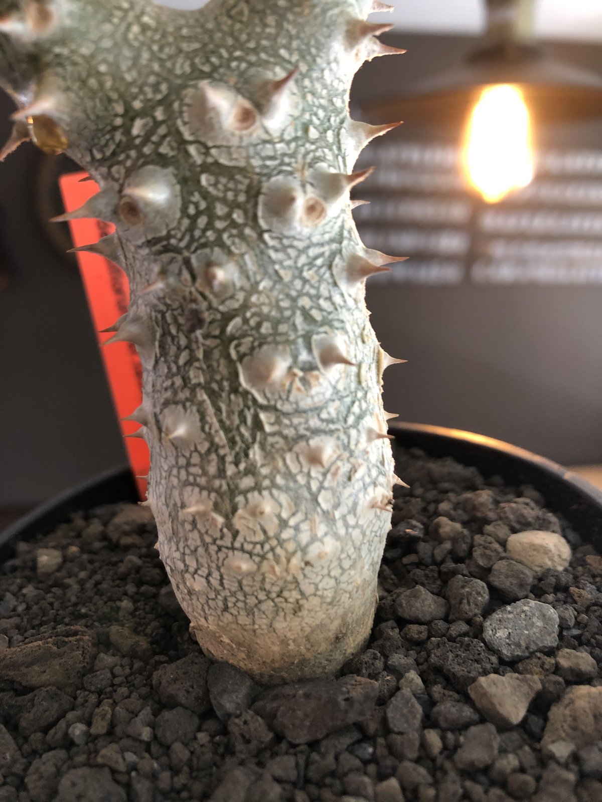 pachypodium tackyi《M size》希少種※littmon seed 4年株※...