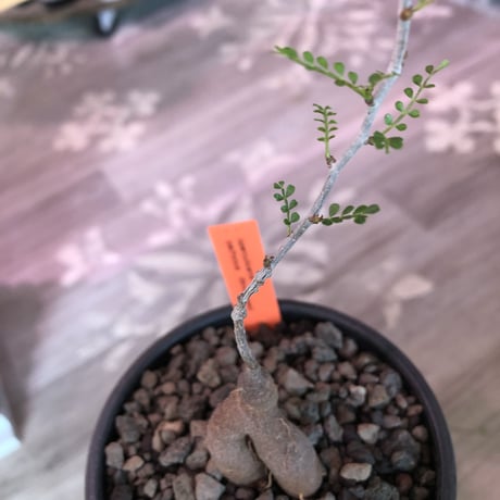 opercullicarya  packypus  littmon  seed🌱 《4年株》※枝が作られる丁度良き樹齢‼︎＆丈の締まったサイズ感※mad black bowl pot植え※限定4株