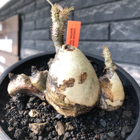 pachypodium gracilius《M size》現地焼け肌&4-he'd株※現地球発根後店主国内管理3年株※まさに🥚卵のかの如く‼️渾身の一株※mad black bowl pot植え