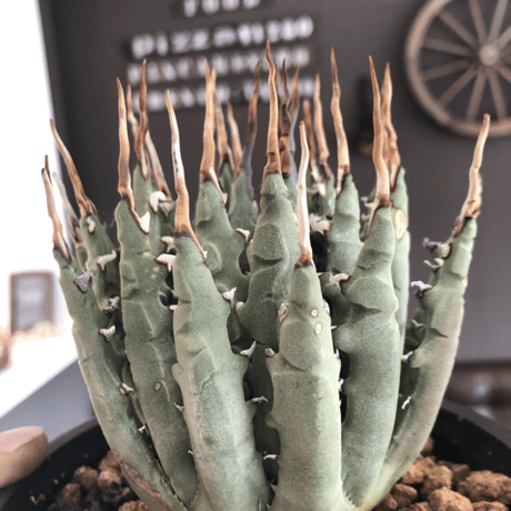 agave  utaensis  var.eborispina（var.陽炎type）※現地球発根済株※ジリジリ陽炎typeのwildエボリ‼︎※mad black bowl pot植え