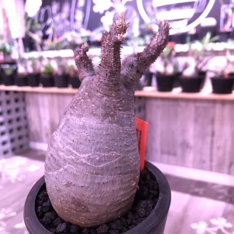 packypodium  gracilius《大きめS  size》※現地球発根済み株‼︎  ※落葉しても樹形の良さは健在‼︎※mad black pot植え※限定１株