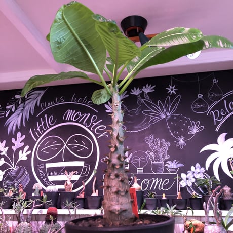 packypodium  baronii  《大きめM size》店主国内管理4年株※現地球発根済株※大変味ある成熟株の肌質でカッコいいバロニー‼︎※mad black pot植え