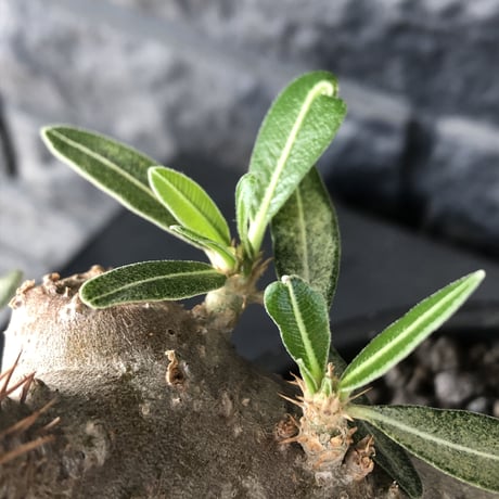 packypodium  cactipes triple he'd《M  size》※現地球発根済株※将来有望なbalanceも良き良樹形株‼︎※mad black pot植え