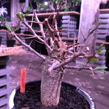 fouquieria    columnaris 観峰玉 《L size》mad  black  marble   bowl  pot  植え　※店主管理6年株