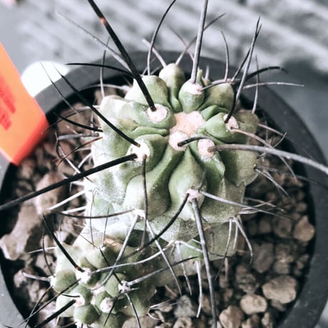 copiapoa cinerea ver.dealbata《M size》※現地球発根後店主国内管理7年株※上質黒士冠‼︎長い黒棘に現地球株が故のwild肌質が堪らない※mad black pot植え