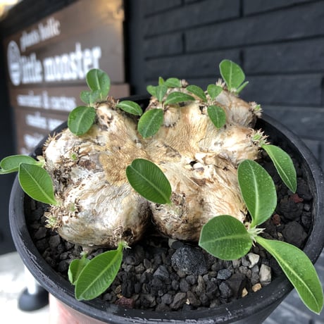 pachypodium brevicaule恵比寿笑い《大きめM size》※現地球発根後店主国内管理3年株※手乗り丁度良きサイズ感‼︎威勢よく展開中🌱※mad black pot植え