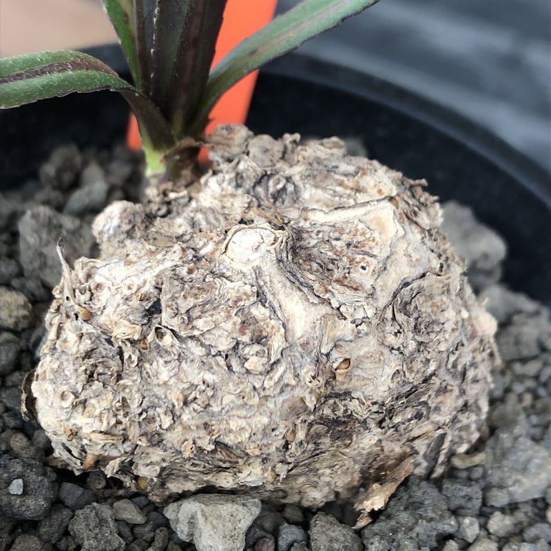 kleinia fulgens《LL size 》希少種※現地球株発根済※大きな岩か