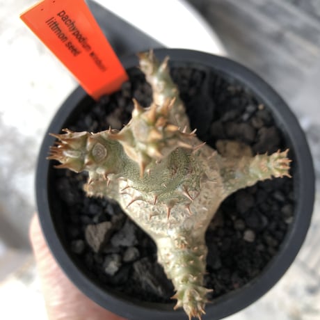 pachypodium windsorii《M size》※選抜littmon seed🌱※weight低き極ぼってり株元&枝振りも◎良樹形※mad black pot植え