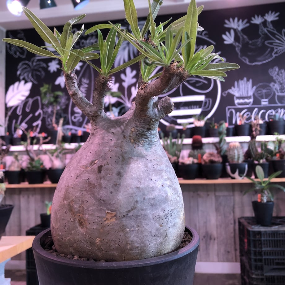 5f322b42afaa9d2faed6f2a0