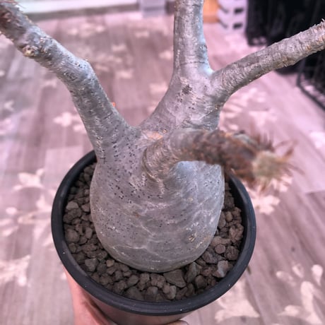 packypodium  gracilius《M  size》※現地球発根済株‼︎※大変balance良き美肌王道樹形のグラキリス‼︎オススメ株‼︎※mad black pot植え