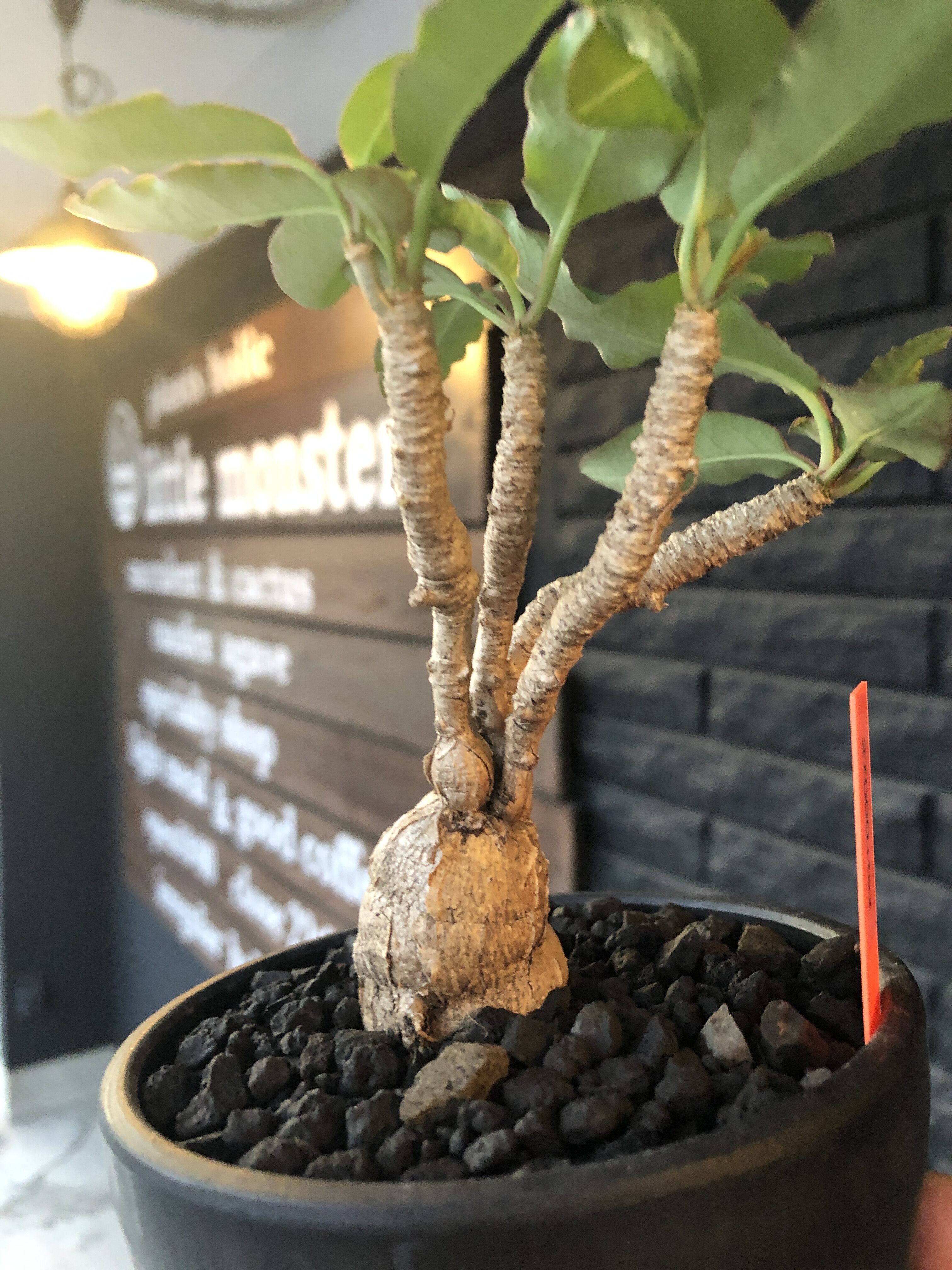 euphorbia cremersii《L size》※big-sizeぽっこり塊根&葉の表