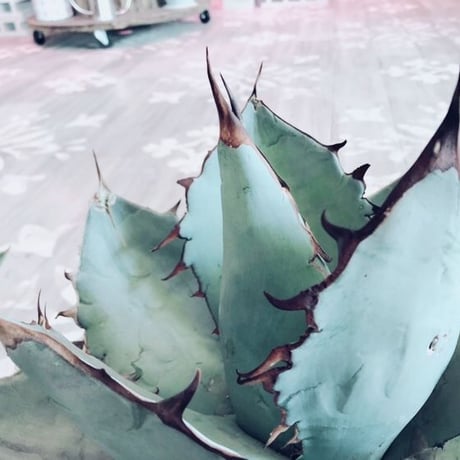 agave     titanota   whiteice