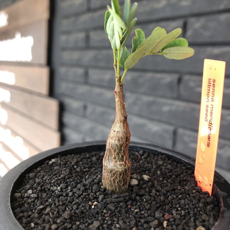 senna  meridionalis《 SS size》littmon seed🌱※小振りながら大切に育てた成長楽しみ可愛いセンナ（限定3株）※mad black pot植え