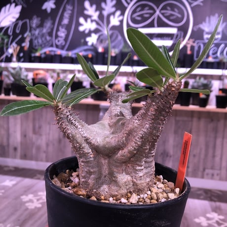 packypodium    cactipes《M size》発根済み株‼︎