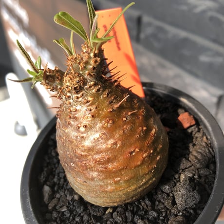pachypodium gracilius《大きめS size》※希少赤肌&green肌＆球体株※現地球発根後店主国内管理2年株※短枝ツートンカラーが堪らない※mad black pot植え