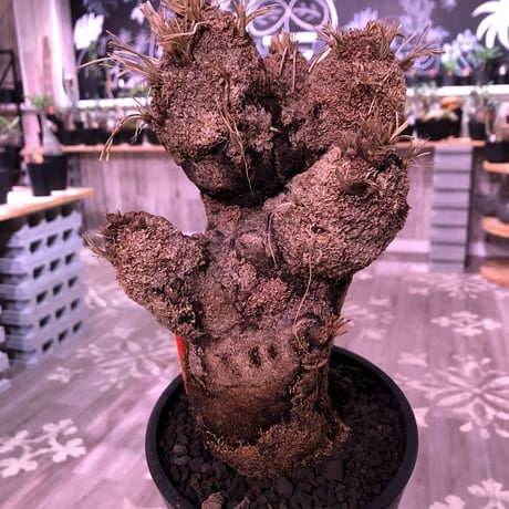 xerophyta  trichophylla《L size》※最強靭株‼︎再来‼︎　限定1株　※mad black pot植え