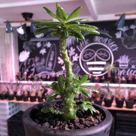希少 dorstenia   gigas《小さめM size》littmon  seed🌱3年株※大変良き樹形balanceの将来有望ギガス‼︎※mad black pot植え