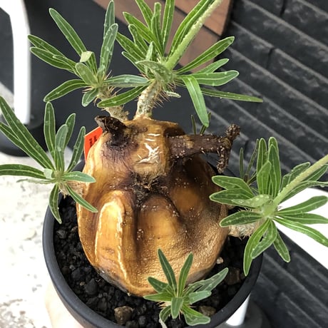 pachypodium gracilius《L size》※現地球株発根済（店主所有株）※360度現地焼け表皮&360度胴吹き枝を持つ唯一無二過ぎる渾身の一株※mad black bowl pot植え