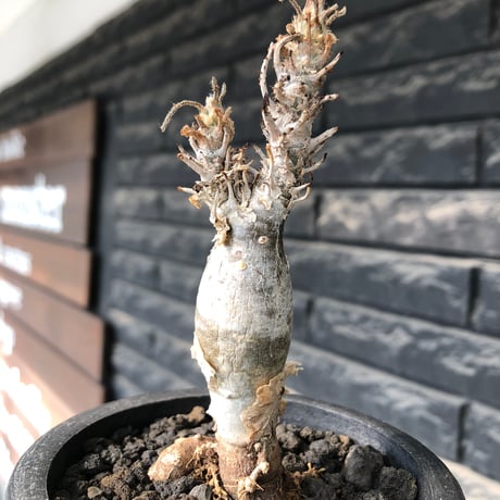 sesamothamnus rivae《小さめM size》※現地球株発根済※小振り現地球株は逆に珍しく白く美しくも味深き表皮のメクれが堪らなく枝振りも良き一株※black pot植え