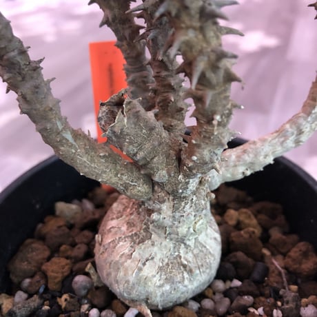 euphorbia    hofstaetteri《M size》希少‼︎