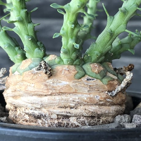 euphorbia gorgonis《大きめM size》※現地球発根済株※人気🐙タコもの‼︎美多肉質の葉と木質wild塊根部の二面性が魅力※mad  black pot植え