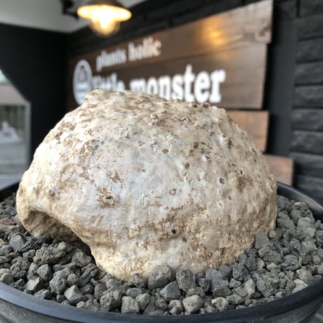 raphionacme procumbens《L size》激希少種大株※現地球発根済株※店主国内管理4年株※希少性激高bigぼってり樹形‼︎堪らないエグれを持つ唯一無二の存在感※浅鉢植え