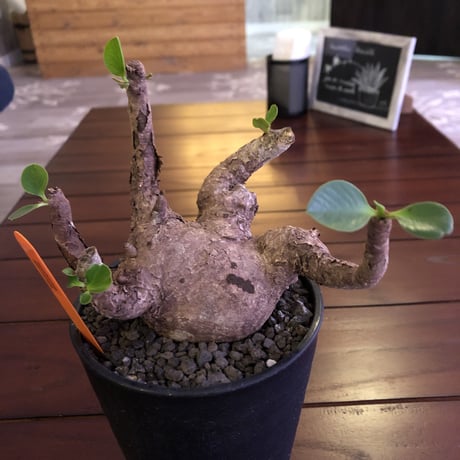 euphorbia     itremensis  《size  L》