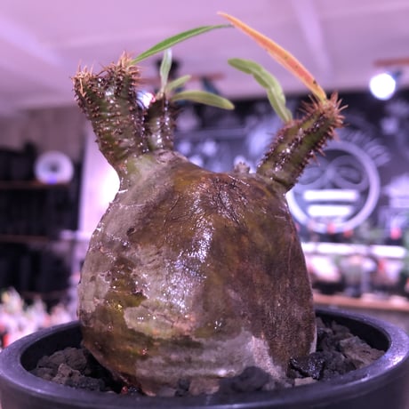 pachypodium  gracilius《大きめS size》希少二頭枝※現地球発根済株※丸すぎないこの若干の歪感が何とも愛くるしく堪らない‼︎カワイイ一株※mad black pot植え