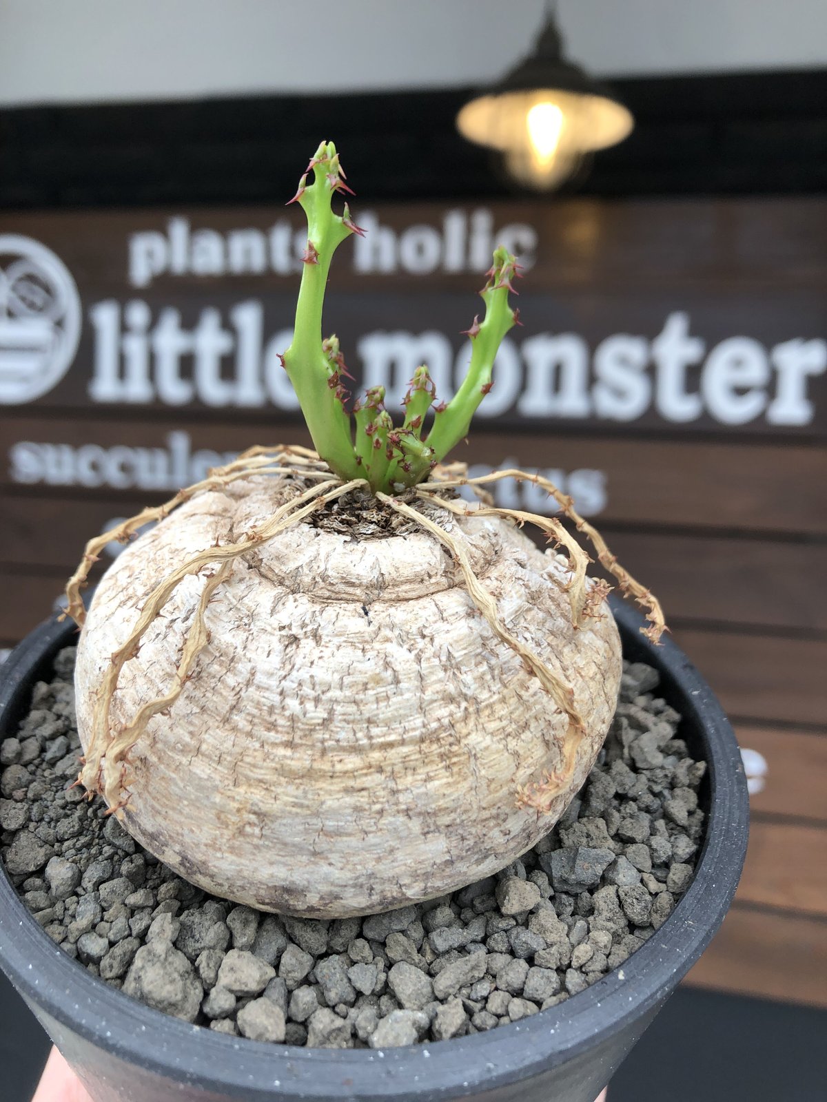 ユーフォルビア ファンシャウェイ【希少種】【実生苗】 ユーフォルビア ファンシャウェイ⑤【希少種】【実生苗】 Euphorbia