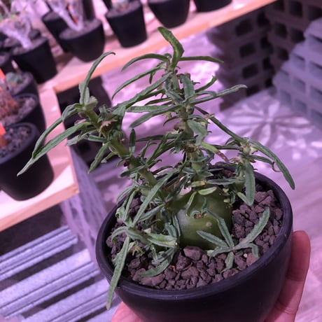 dorstenia  hildebrandtii f.crispum《L size》激希少種※現地球発根済株※ぷっくり株元‼︎実生以外極めて流通少なき種※mad black bowl pot植え