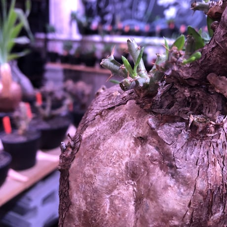 packypodium  bispinosum《大きめL size》※現地球発根済株※店主国内管理4年株※wildな表皮質に大きくぼってりまん丸樹形が堪らない‼︎※セラアートpot植え