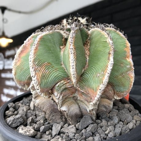 aztekium hintonii《LL size》※現地球発根後店主国内管理22年株※マニア様には涎モノの大変希少な大株現地球ヒントニー※mad black bowl pot植え