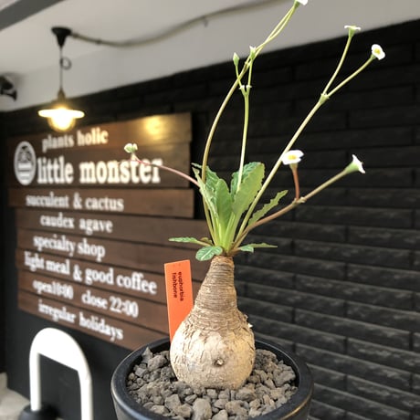 euphorbia  fishbone《 M size》※現地球発根後店主国内管理4年株（店主私物株②）※激希少‼︎今や流通少なきフィッシュボーン※mad black pot植え