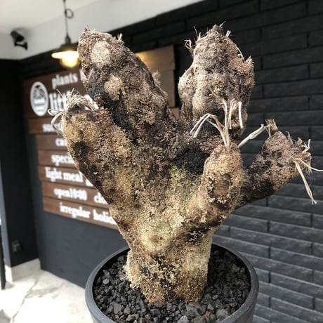xerophyta  trichophylla《S size》※現地球発根済株※驚愕強靭株※限りなくweightはlow‼︎過去2番位にかわいい小振サイズ‼︎※mad black pot植え※限定3株